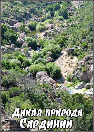 ����� ������� �������� / Wild Sardinia (2008) DVB