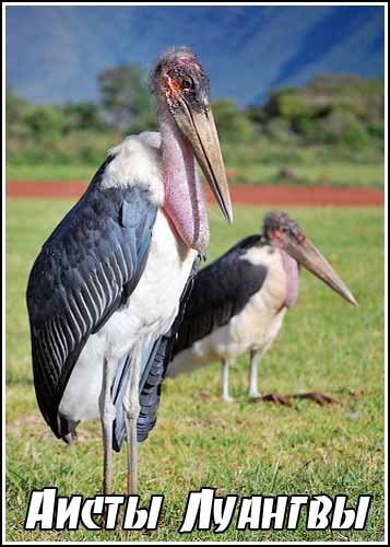����� ������� / The Storks of the Luangwa (2008) DVB