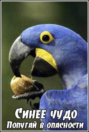 ����� ����. ������� � ��������� / Blue wonder. A parrot in peril (2009) IPTVRip