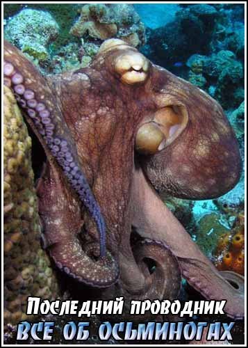 ��������� ���������: ��� �� ���������� / The Ultimate Guide. Octopus (1999) TVRip