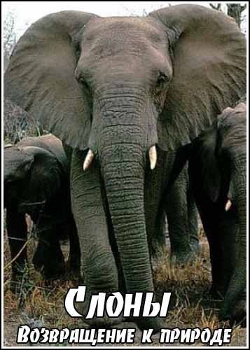 �����. ����������� � ������� / Elephant. Return to the Wild (2008) SATRip