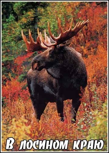 � ������� ���� / In the Land of the Moose (2010) SATRip