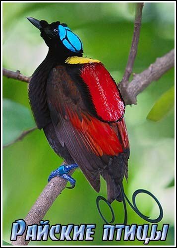 ����� �������. ������� ����� / Natural World. Birds of Paradise (2010) HDTVRip