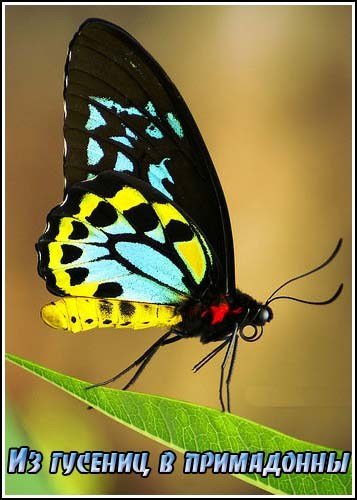 ����� �������. �� ������� � ���������� / Secret Nature. Caterpillar to Catwalk (2004) SATRip