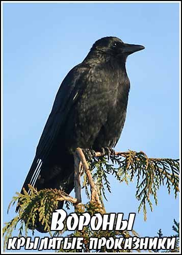 ������ � �������� ���������� / Ravens - Rascals of the skies (2010) SATRip