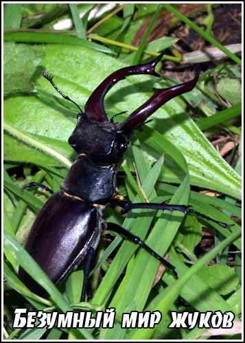 ����� �������. �������� ��� ����� / Secret Nature. Beetle Mania (2004) SATRip