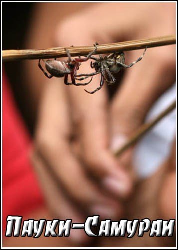 ����� - ������� / Samurai Spiders (2004) SATRip