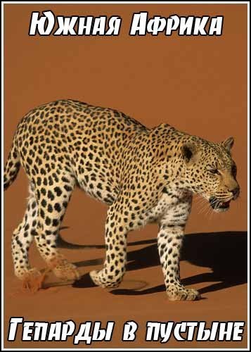 ����� ������. ������� � ������� / Southern Africa. Deserts of the cheetah (2008) IPTVRip