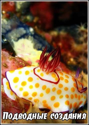 ��������� �������� / Underwater Creatures (2011) IPTVRip