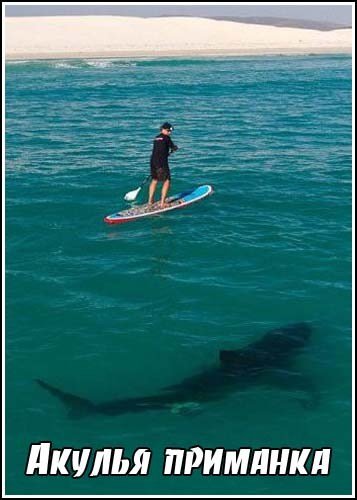 ������ �������� / Sharkbite beach (2011) IPTVRip