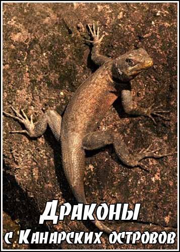 ������� � ��������� �������� / The Dragons of the Canary Islands (2003) SATRip