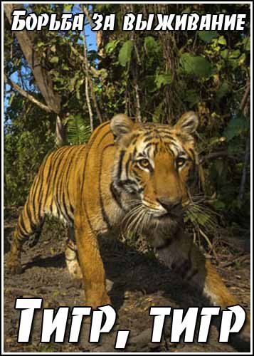 ������ �� ���������. ����, ���� / Kingdoms of Survival. Tiger, Tiger (1991) SATRip