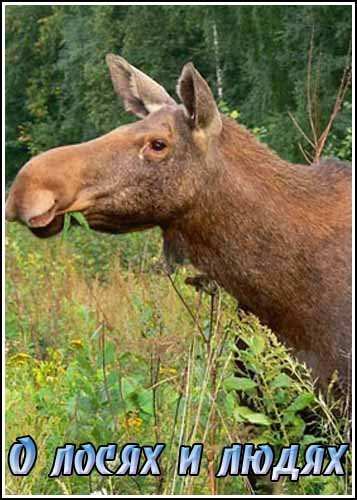 � ����� � ����� / Of Moose and Men (2002) SATRip