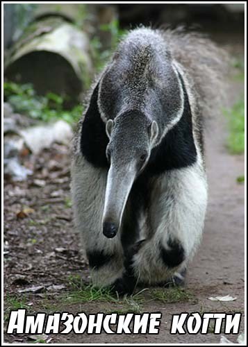 ���������� ����� / Amazon Claws (2004) SATRip