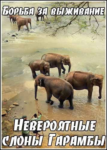����������� ����� ������� / Kingdoms of Survival. Garamba. The Impossible Elephants (1995) SATRip