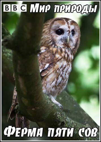 ��� �������. ����� ���� ��� / Natural World. Five Owl Farm (2003) SATRip