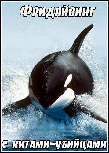 ���������� c ������-�������� / Freediving with Killer Whales (2008) IPTVRip