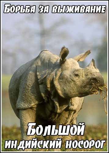 ������� ��������� ������� / Kingdoms of Survival. Great Indian Rhino (1998) SATRip