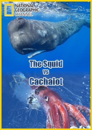 ������� ������ �������� / The Squid vs. Cachalot (2012) IPTVRip