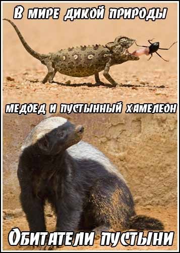 ������ � ��������� �������� / Desert Survivors: Honey Badger and Namaqua Chameleon (2010) IPTVRip