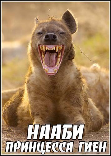 ��� �������. ����� - ��������� ���� / Natural World. Naaby. A Hyena Princess (2008) SATRip