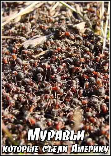 �������, ������� ����� ������� / The Ant, That Ate America (2008) SATRip