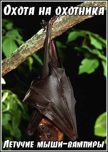 ����� �� ��������. ������� ����-������� / Hunter Hunted. Bats (2005) SATRip