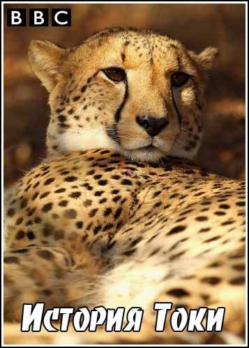 ��� �������. ������� ���� / Natural World. Toki's Tale (2007) SATRip