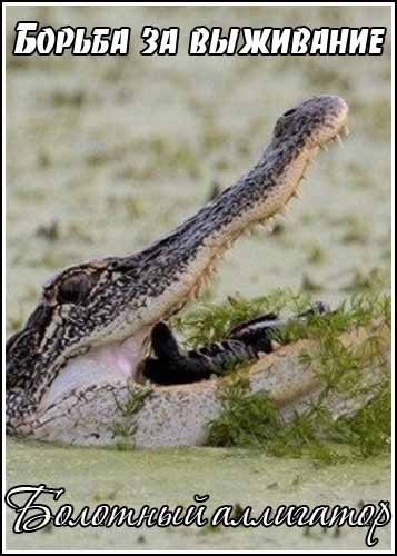 ������ �� ���������. �������� ��������� / Kingdoms of Survival. Swamp Alligator (1999) SATRip