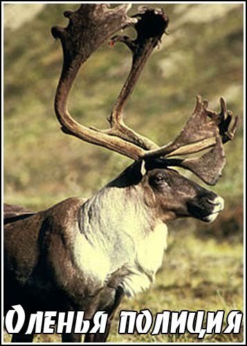 ������ ������� / Reindeer Police (2007) SATRip