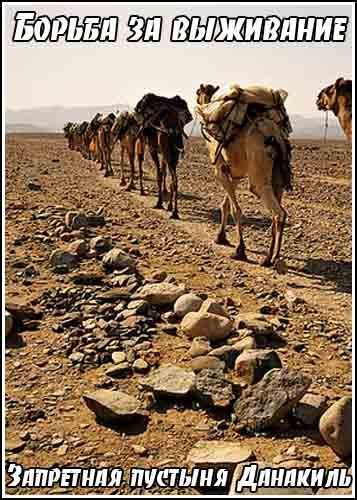 ��������� ������� �������� / Kingdoms of Survival. The Forbidden Desert of the Danakil (1994) SATRip