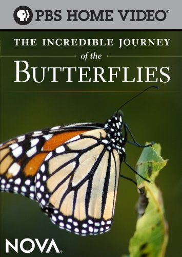 ����������� ����������� ������� / The Incredible Journey of the Butterflies (2008) HDRip