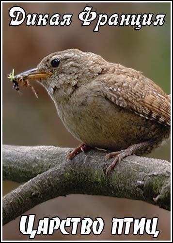 ����� �������. ������� ���� / Wild France. Kingdom of the Birds (2011) TVRip