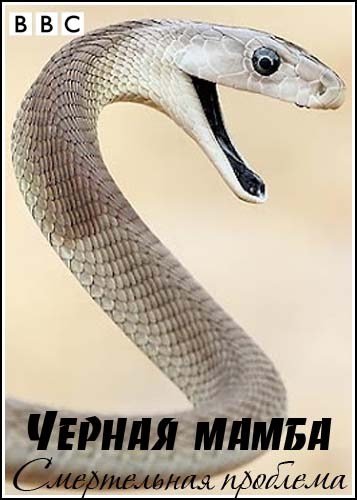 ������ �����. ����������� �������� / Natural World. Black Mambas. A Deadly Problem (2009) SATRip