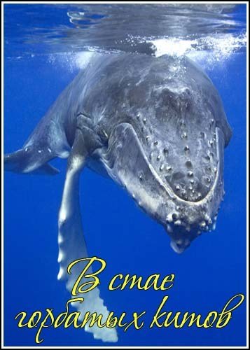 � ���� �������� ����� / Humpbacks Giants of the Ocean (2009) SATRip