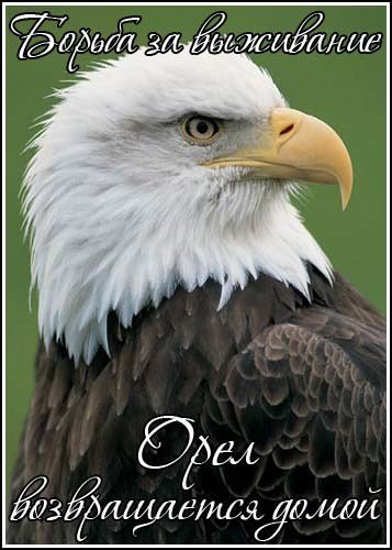 ������ �� ���������. ���� ������������ ����� / Kingdoms of Survival. Eagle Come Home (1994) SATRip