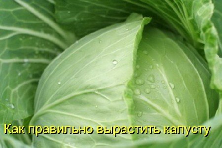 ��� ��������� ��������� ������� (2011) DVDRip