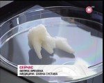 ������ �������. ����� ������� (2011�/DVB)