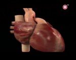 ������� ������. ������������� ������ (2011) DVB