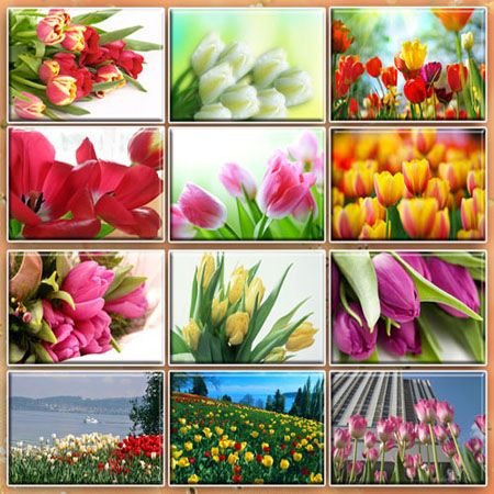 Desktop Wallpapers - Tulips