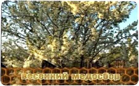 �������� ������������ �������� (2011) DVDRip