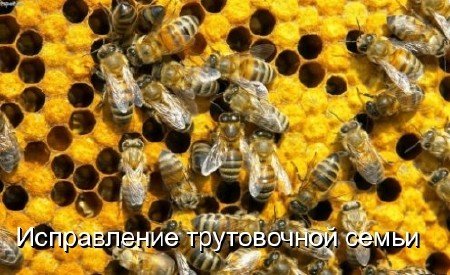 �������� ������������. ����������� ����������� ����� (2011) DVDRip