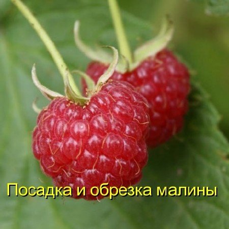 ������� � ������� ������ (2011) DVDRip