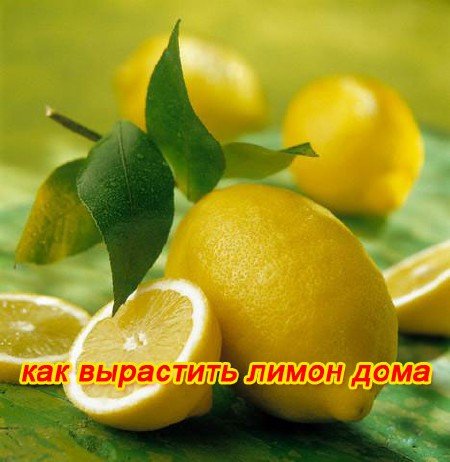 ��� ��������� ����� ���� (2011) SATRip