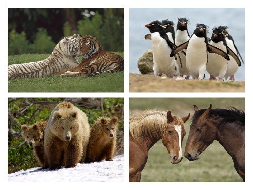 30 Beautifol animal of the World HD Wallpaper (set-3) 2012