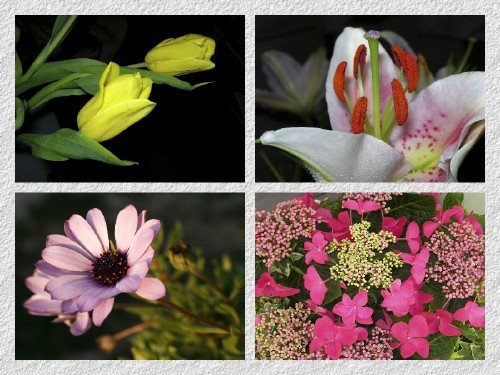 100 Beautiful Flowers Wallpapers 1280 X 1024 [Set 6]