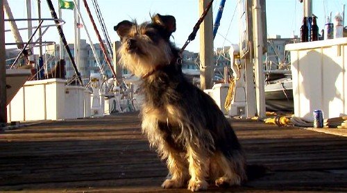 ���-������� / Gabe the Cupid Dog (2012) DVDRip